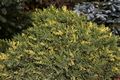 Juniperus davurica Expansa Aureo Variegata IMG_6256 Jałowiec dawurski